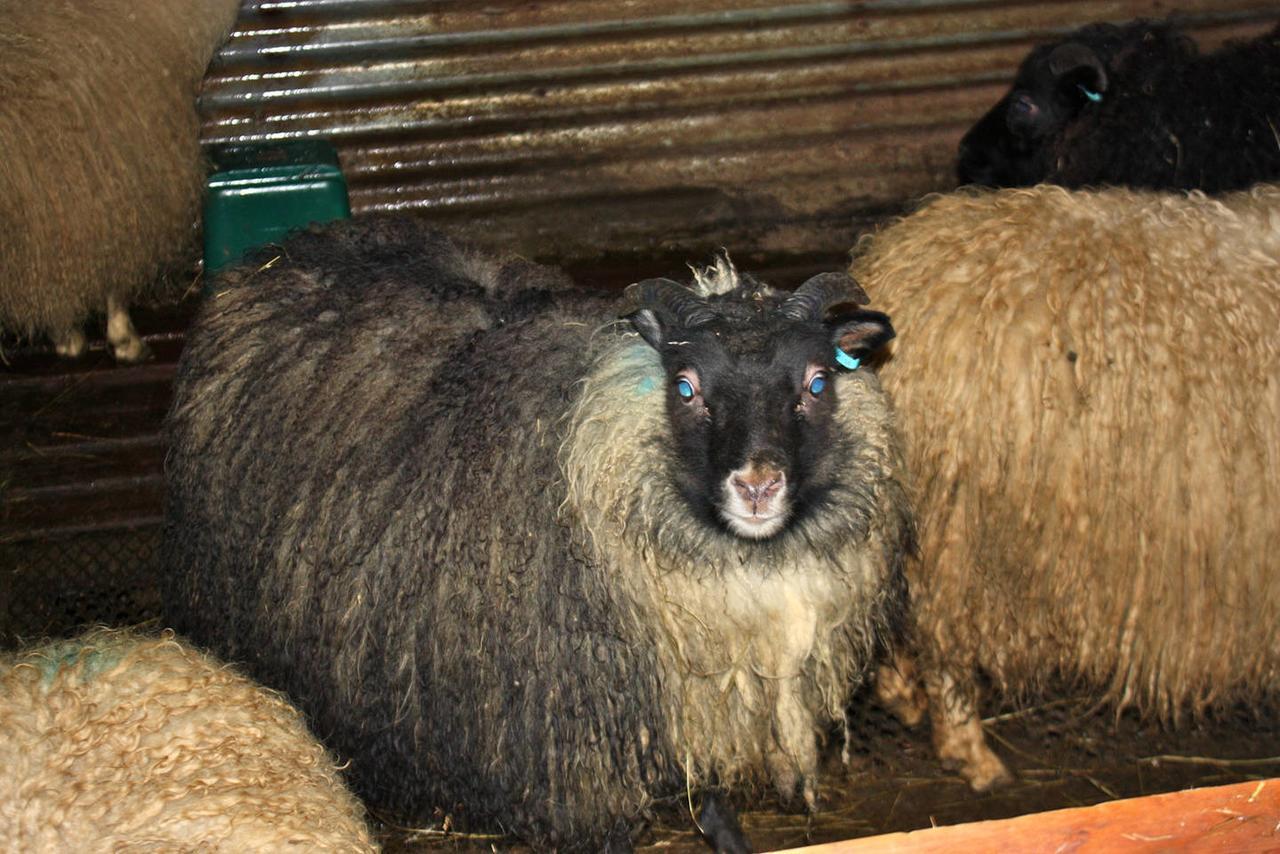 Skjólsteinar Leilighet Grundarfjörður Eksteriør bilde